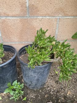 Succulents