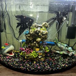 25 Gallons Fish Tank With Fish And Cabinet