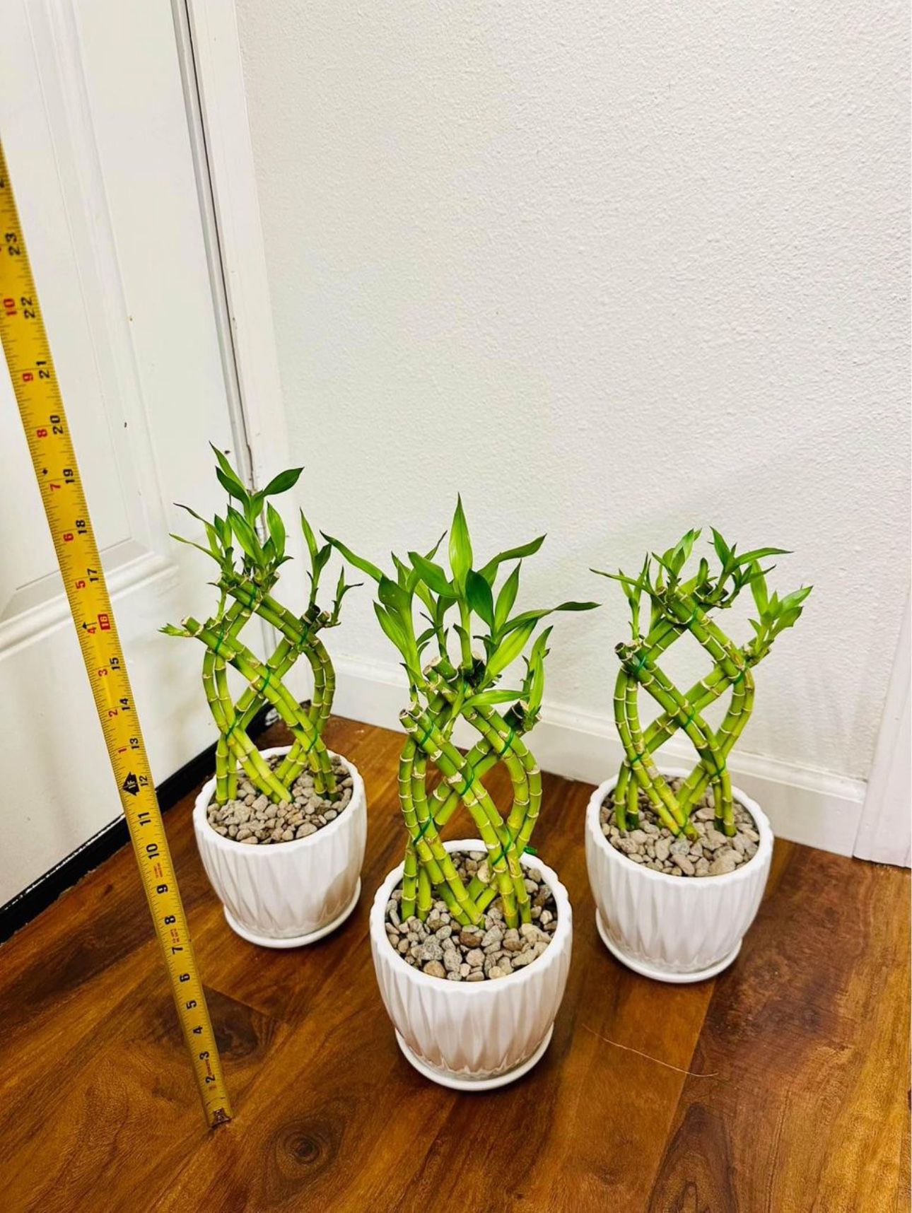 Trellis Lucky Bamboo Live Indoor Plant In Ceramic Pot $10/each