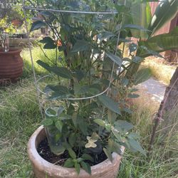 Chile CHILTEPIN Plants For Sale ! ! ! 