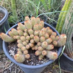 lady finger cactus plant