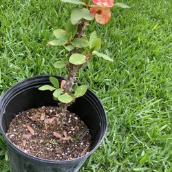 Maceta De Corona De Cristo Muy Bonitas Flor Grande 