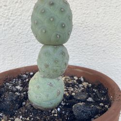 Trephrocactus Geometricus Old Plant, In 6 Cerámic Pot Pick Up Only