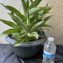 Callisia Fragans Plant