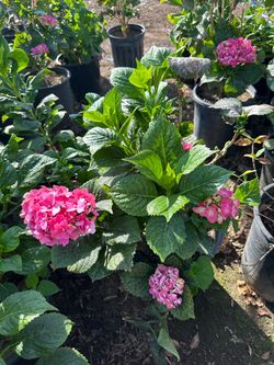Pink hydrangeas