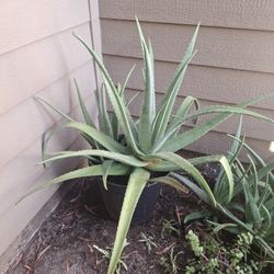 Aloe vera Plant