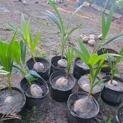 Green Coconut Palms - Ready for Installation 