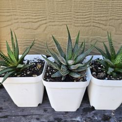 Succulents Haworthia 