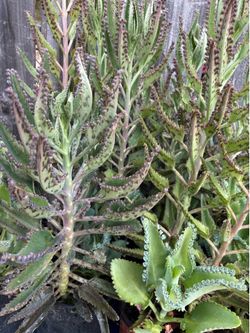 Kalanchoe 3 especies