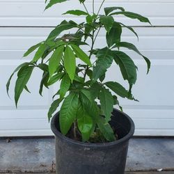 White Sapote Plant