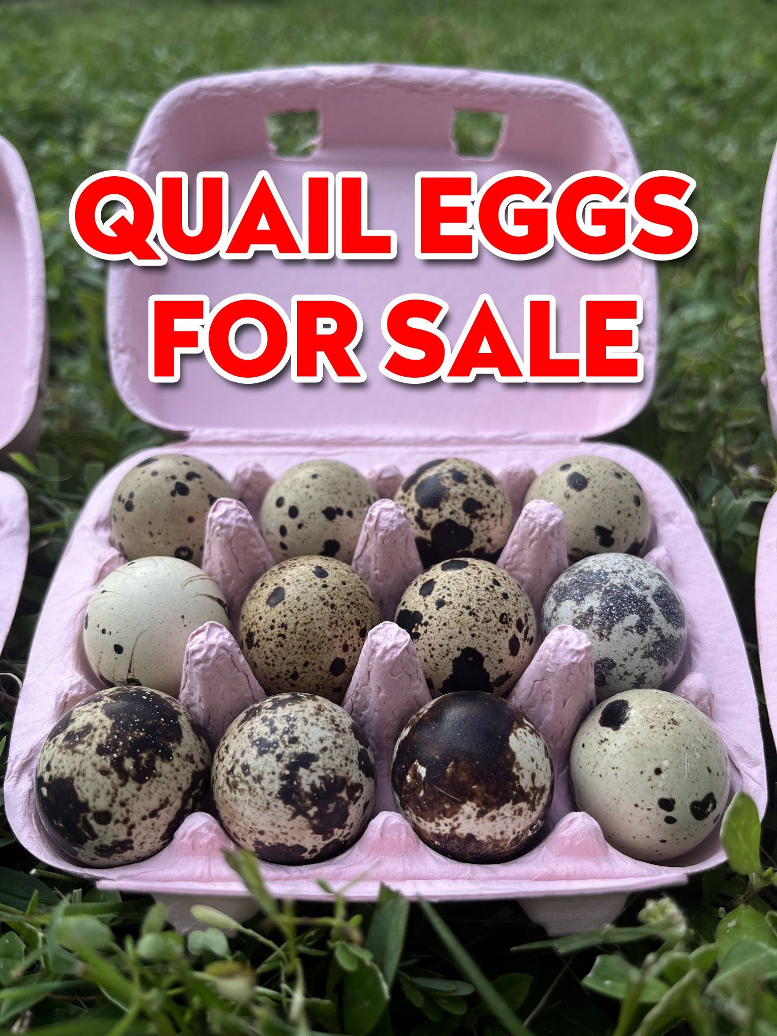 Fertilized Jumbo Coturnix Quail Eggs