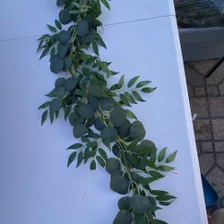 Eucalyptus Vine