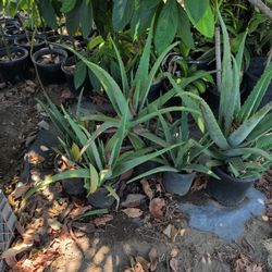Aloe Vera Savila