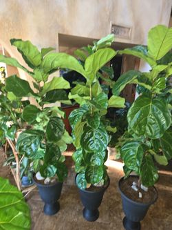 6.5 To 7ft Tall Fiddle Leaf Fig Plants In New Urns