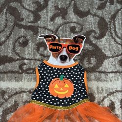 Dog Cat Outfit Halloween 🎃 