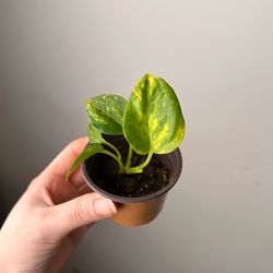 Golden Pothos 2“ pot Live plant indoor