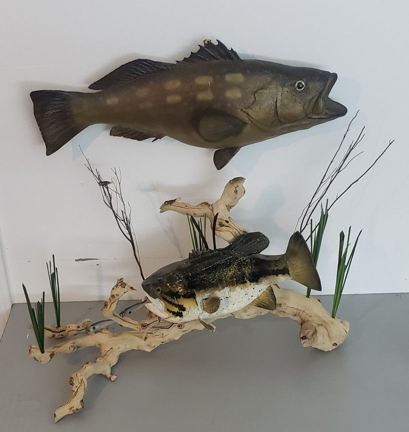 Large Mouth Bass Fish Taxidermy Mount.