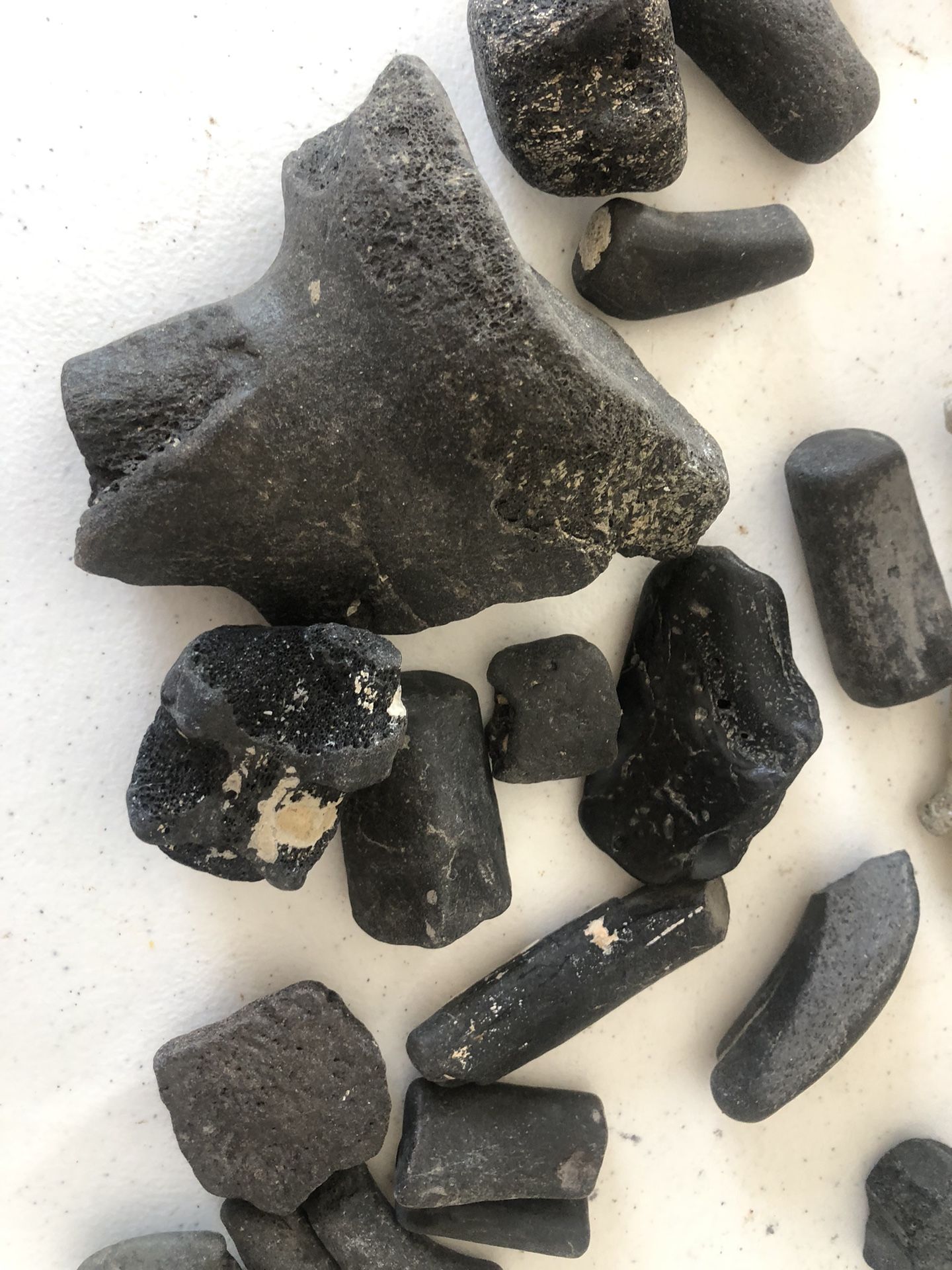 Dinasaur Whale Fossils And More
