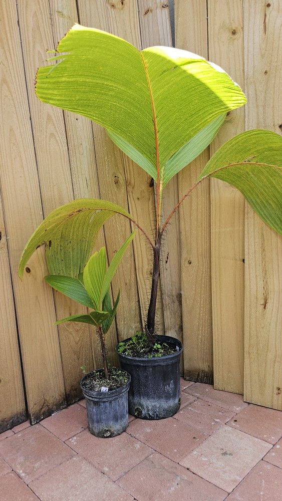 RARE LIVE PLANT 5ft Verschaffeltia splendida - Stilt Palm - Latanier Latte