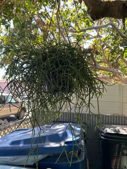 Rhipsalis mistletoe