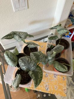 Plants $5 each