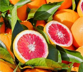 Blood   Orange   Tree