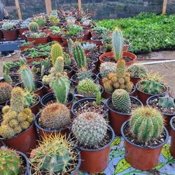 Cactus