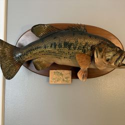 21” vintage largemouth bass mount taxidermy huge open mouth 1971 WEUA-TV station fishing contest winner. Includes official provenance card  signed by 