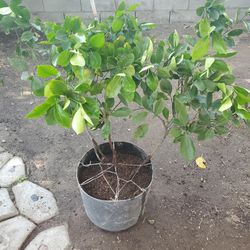 Kalamansi plant