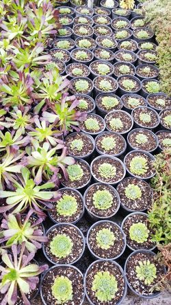 Large Variety of Succulents