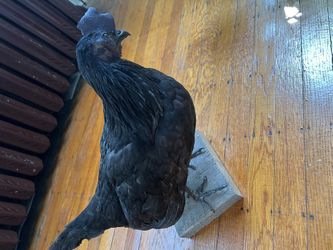 Ayam Cemani Taxerdermy 