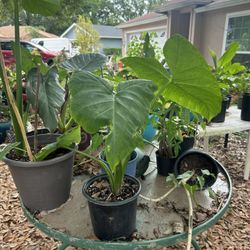 Assortment Of Plants 