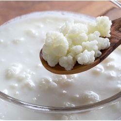 Kefir Grains!! ( .5 oz/1 Tablespoon) $10 . Bulgaros de leche