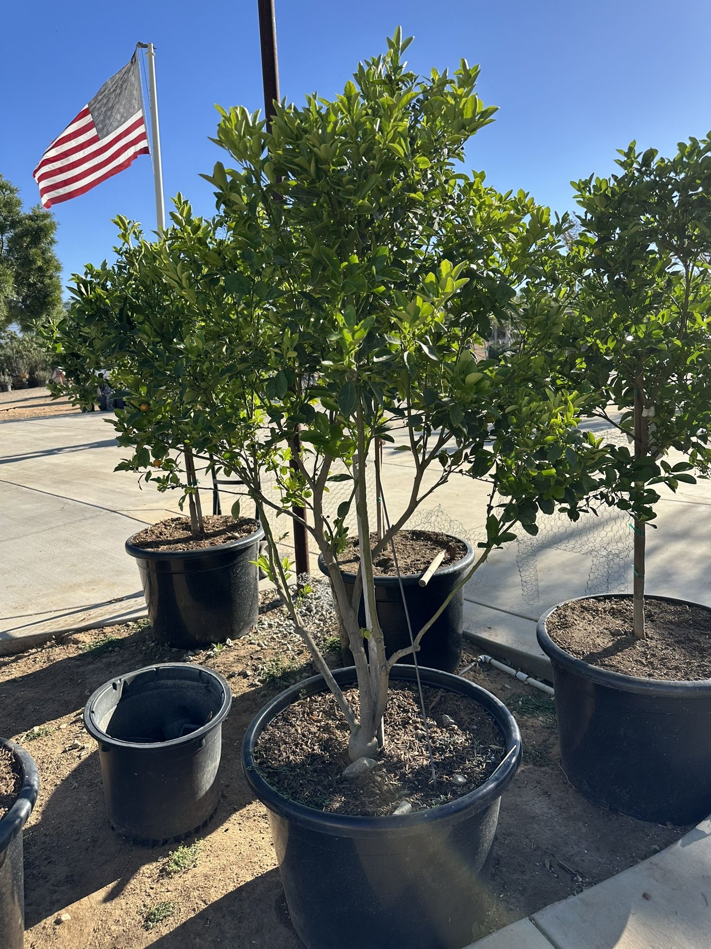 Calamondin,  calamansi, Filipino lime tree 25gal 