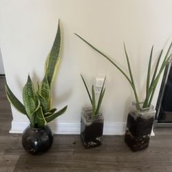 Set Of 3 In Vitro Snake Plants