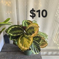Calathea 