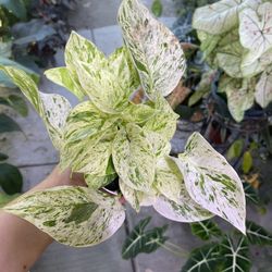 4” Snow Queen Pothos
