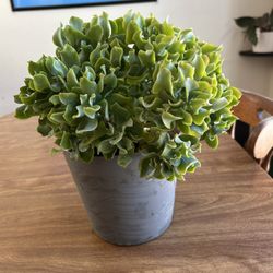 Curly leaf jade Plant 