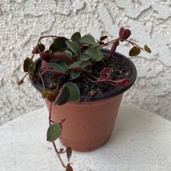 4 Inch Pot Succulent Rare Plant - Peperomia Rotundifolia - Yerba Linda - Ruby Cascade - Rooted & Stablished - Drought Resistant 🪴