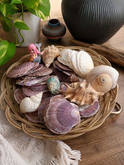 🌊 Coastal Seashell Collection with Woven Tray