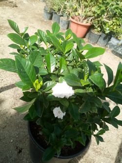Variedad De Plantas $5.and...up...++++