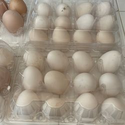 Fresh eggs