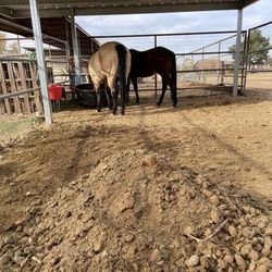 Free Horse Manure