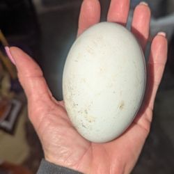 Goose Eggs