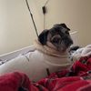 phoebe