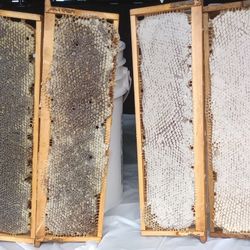 Honeycomb 2025