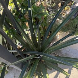 Pineapple Live Plant 