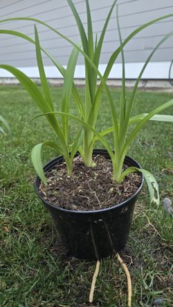 The orange daylily (Hemerocallis fulva)