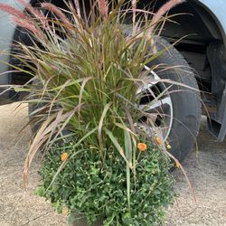 Mums Arrangement With Purple Fountain Grass 
