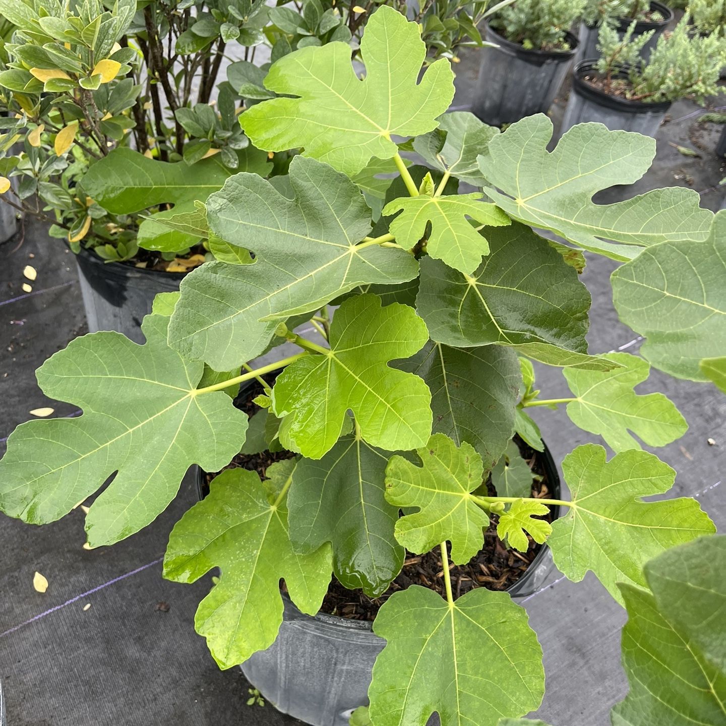 Common Fig Fruit Tree